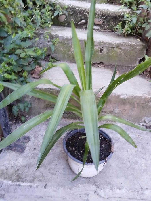 Yukka Elephantipes, cam 40cm
