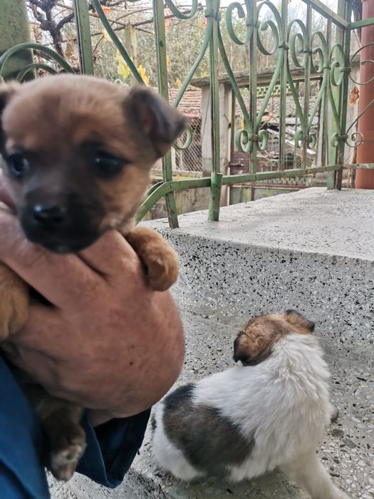 Подарявам кученца