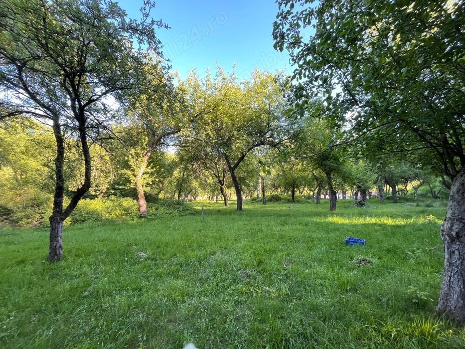 Vand livada cu meri fructiferi - Căsoaia - Araneag - Arad