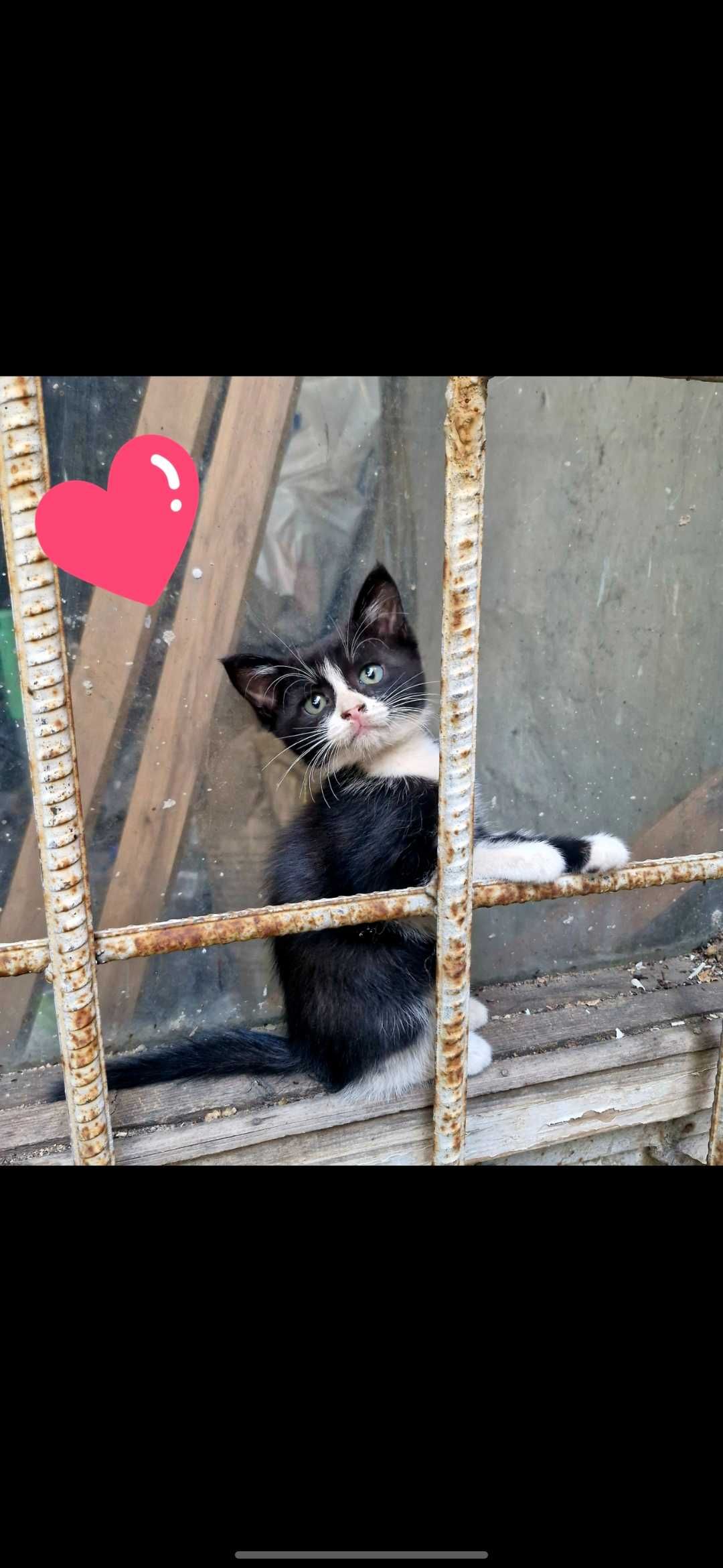 Котятки ждут своих хозяев