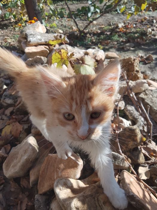 Подарявам котенца