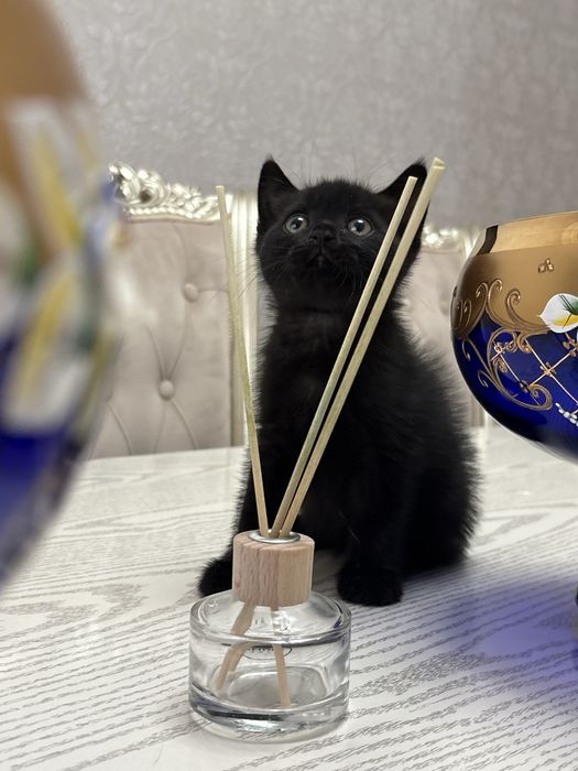 Продаются породистые котята скотиш фолд