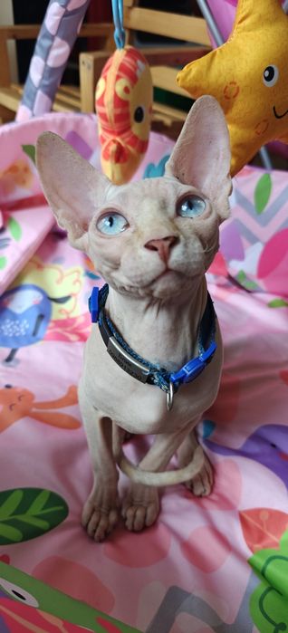 Мъжко Коте Канадски Сфинкс