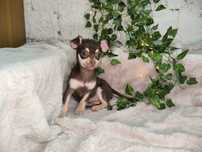 Vand fetita Chihuahua ciocolatiu mini