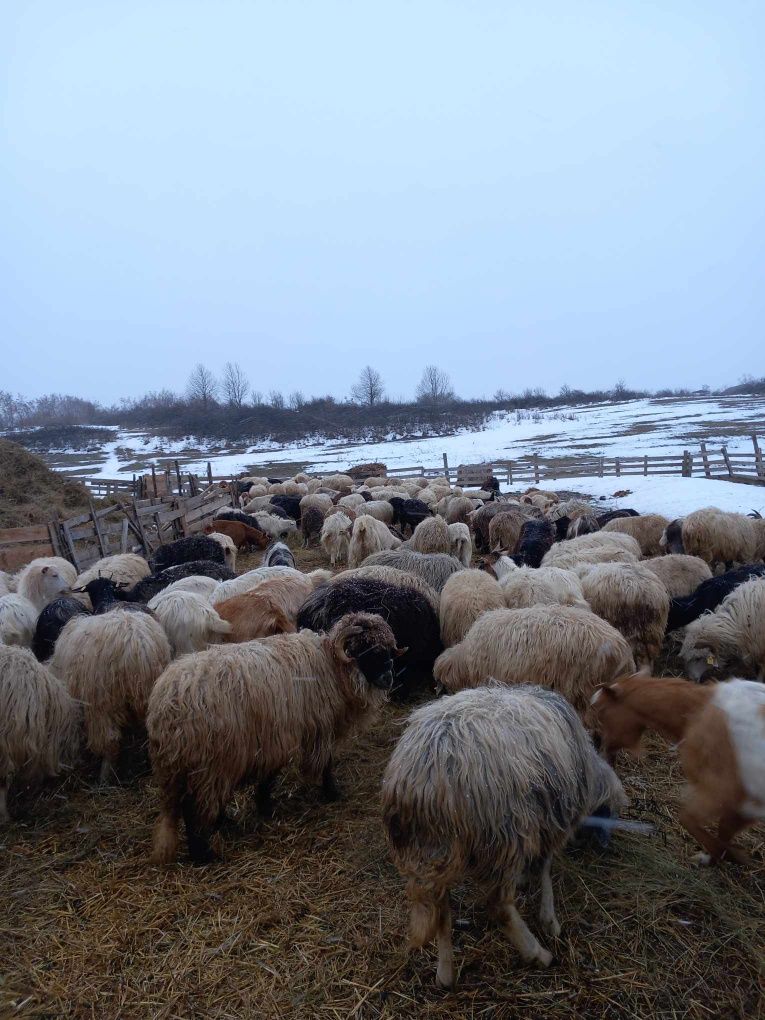 Vând oi 100de bucăți 500bucata și capre 100 de bucăți