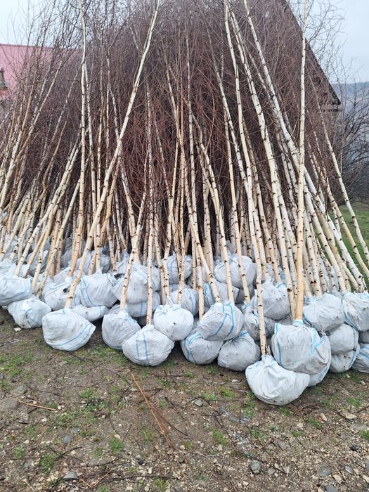 Leleandy tuia smarald magnolia sulangiana mesteacăn tei platan