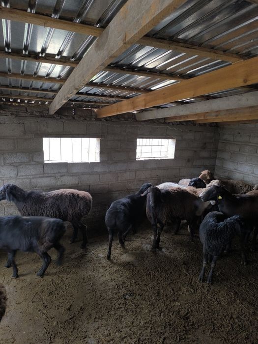 Семіз 12 бас қой сатылады