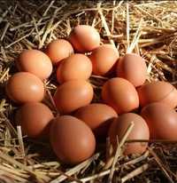 Oua incubat găini mixte
