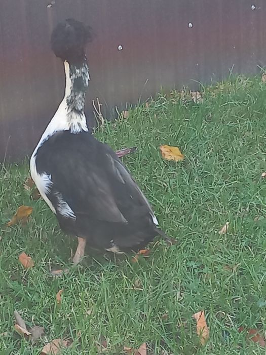 Vand    Rate cu montata