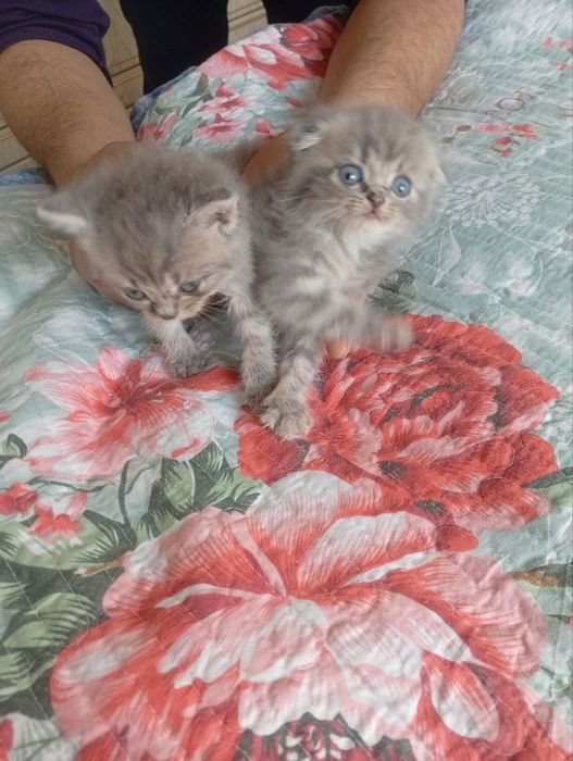 Мушук болалари скотиш фолд ва страйт 2 та угил бола