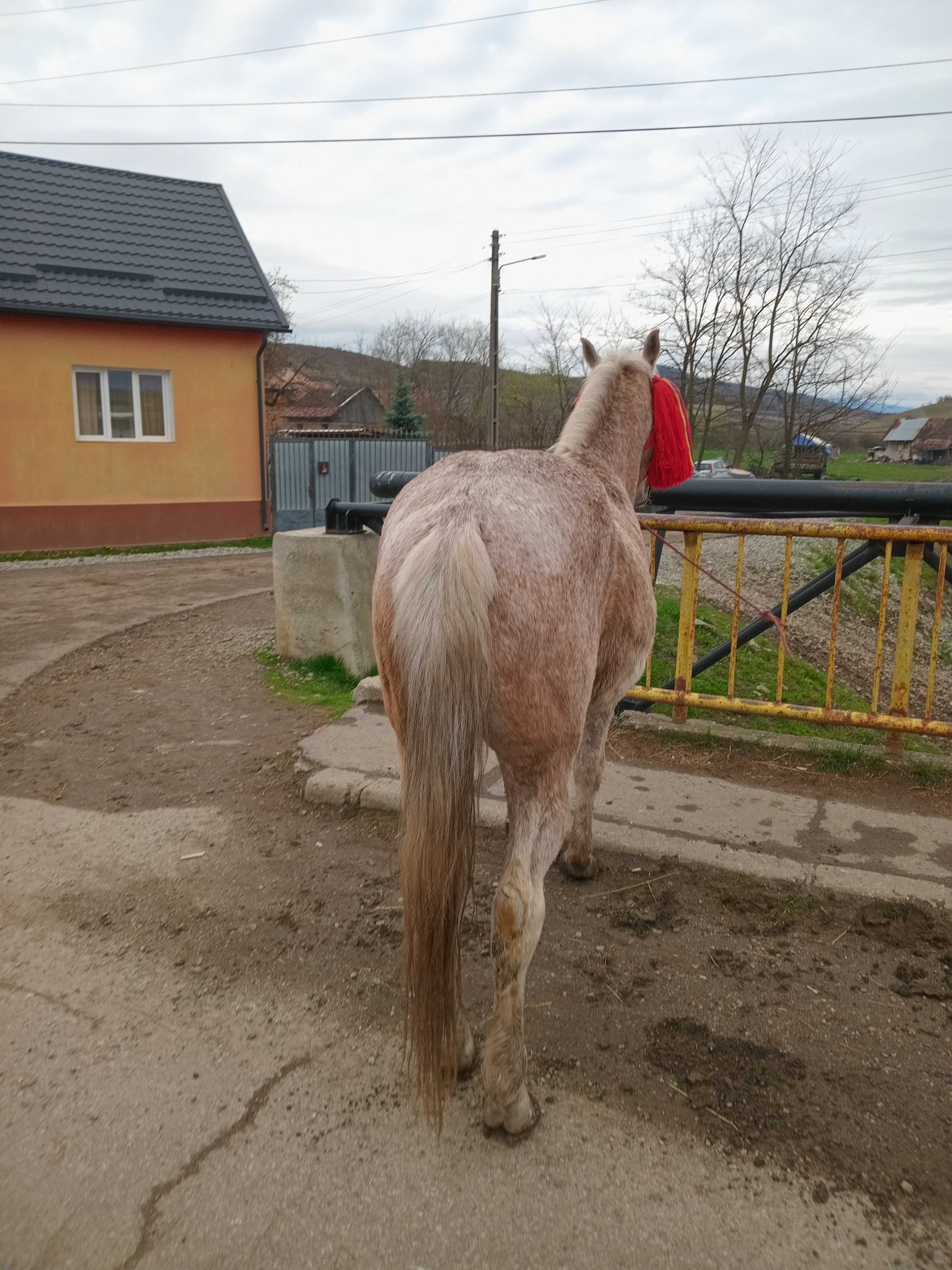 Vând cal de șapte ani foarte cuminte blând merge la căruță trage