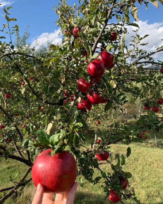 ‼️Procesam suc natural din fructe si legume‼️