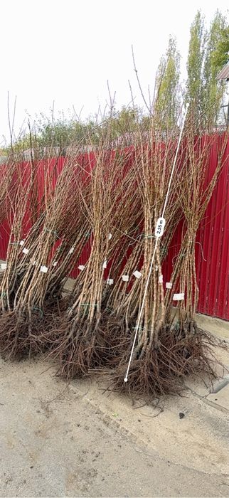 Pomi fructiferi clasici - excelență in horticultura de peste 25 de ani