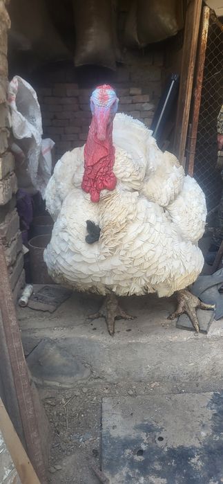 Kurka sotiladi uyda boqilgan