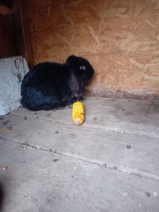 Mascul berbec german