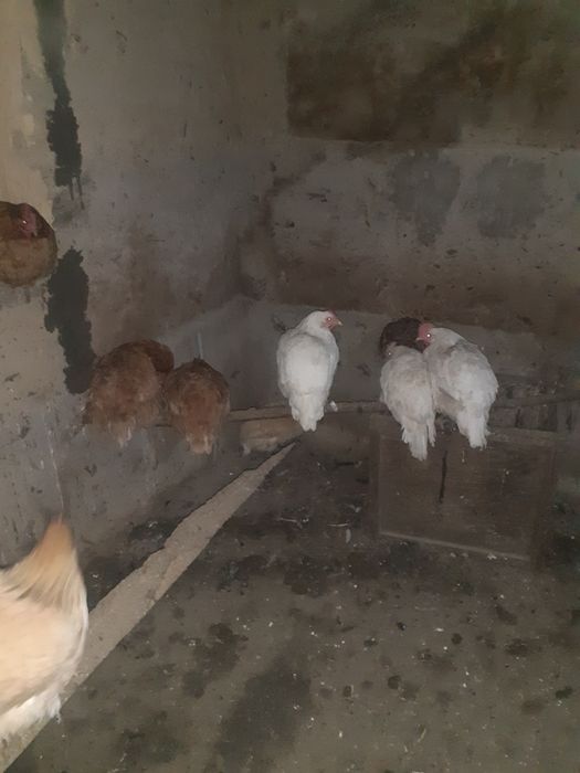 Срочно продам куры несушки