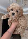 Bichon havanez 650 lei