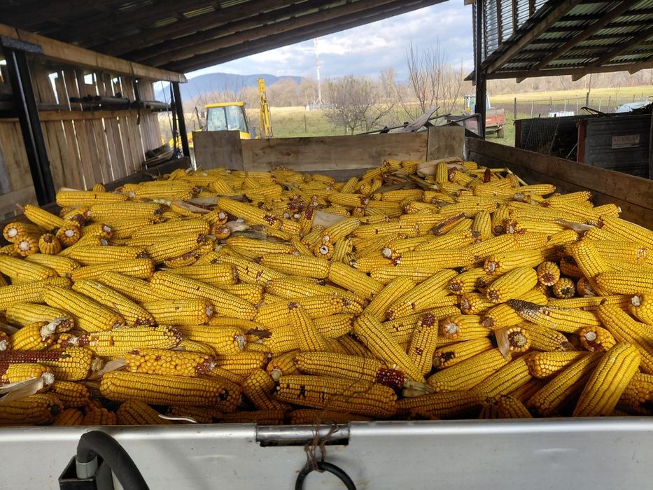 Porumb știulete 2025