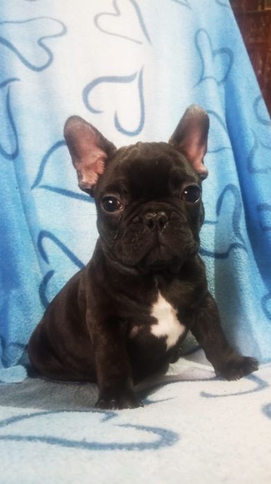 Mascul bulldog francez