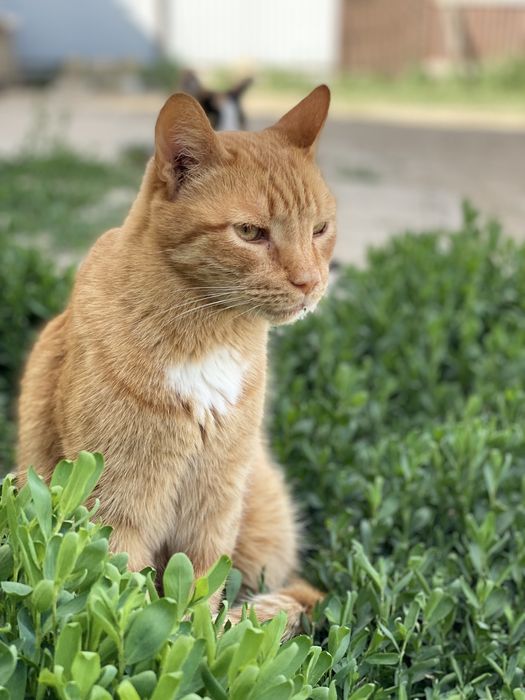 Рыжий кот в добрые руки