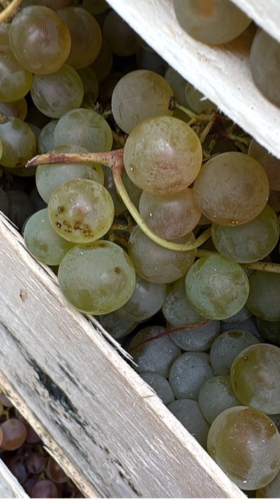 Vand struguri  de masa.