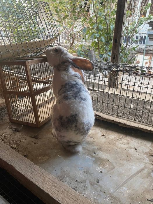 Рекс зотли куйонларимиз сотилади