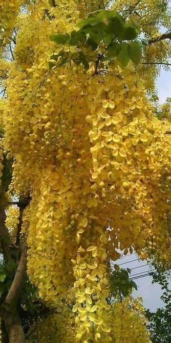 Wisteria (Glicina Galbena)