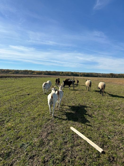 Vând țap Sanne,vârstă 8 luni