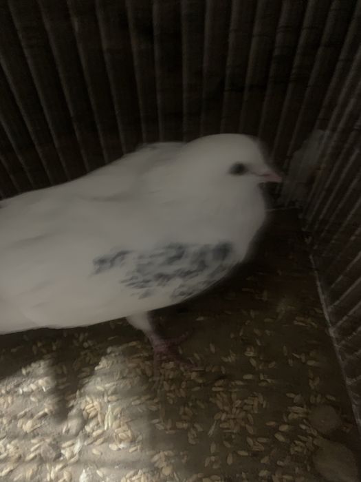 Продам голуби домашние
