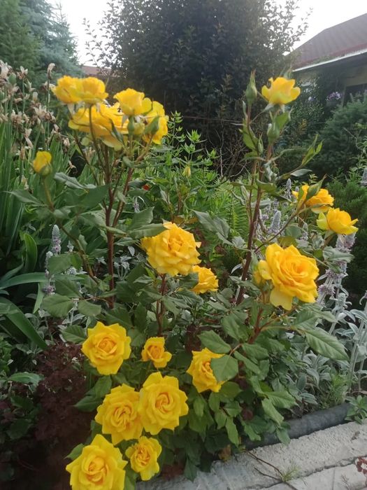 Садовые растения