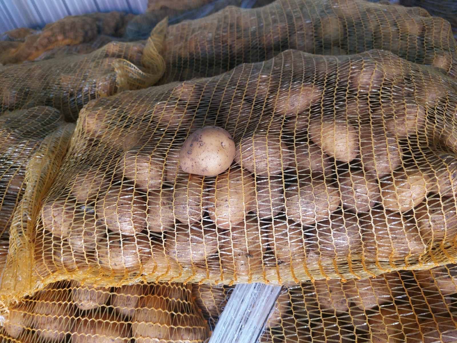 Картофи за белене сорт Сорая
