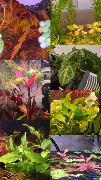 Plante acvariu, decorațiuni acvariu, creveti neocaridina blue