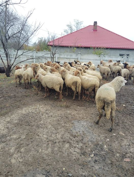 Vând oi grase reforma