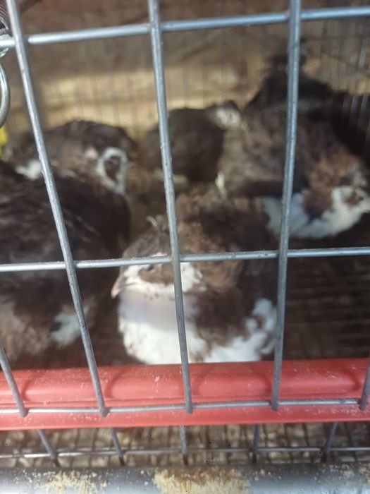 Vând ouă de prepeliță