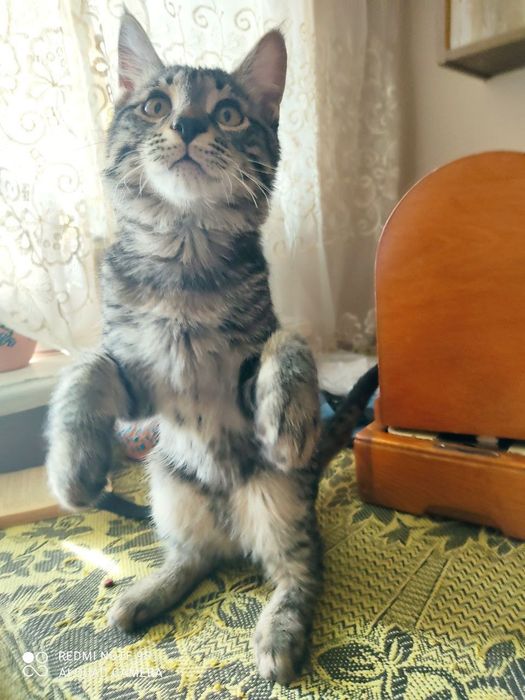 Котик даром в добрые руки