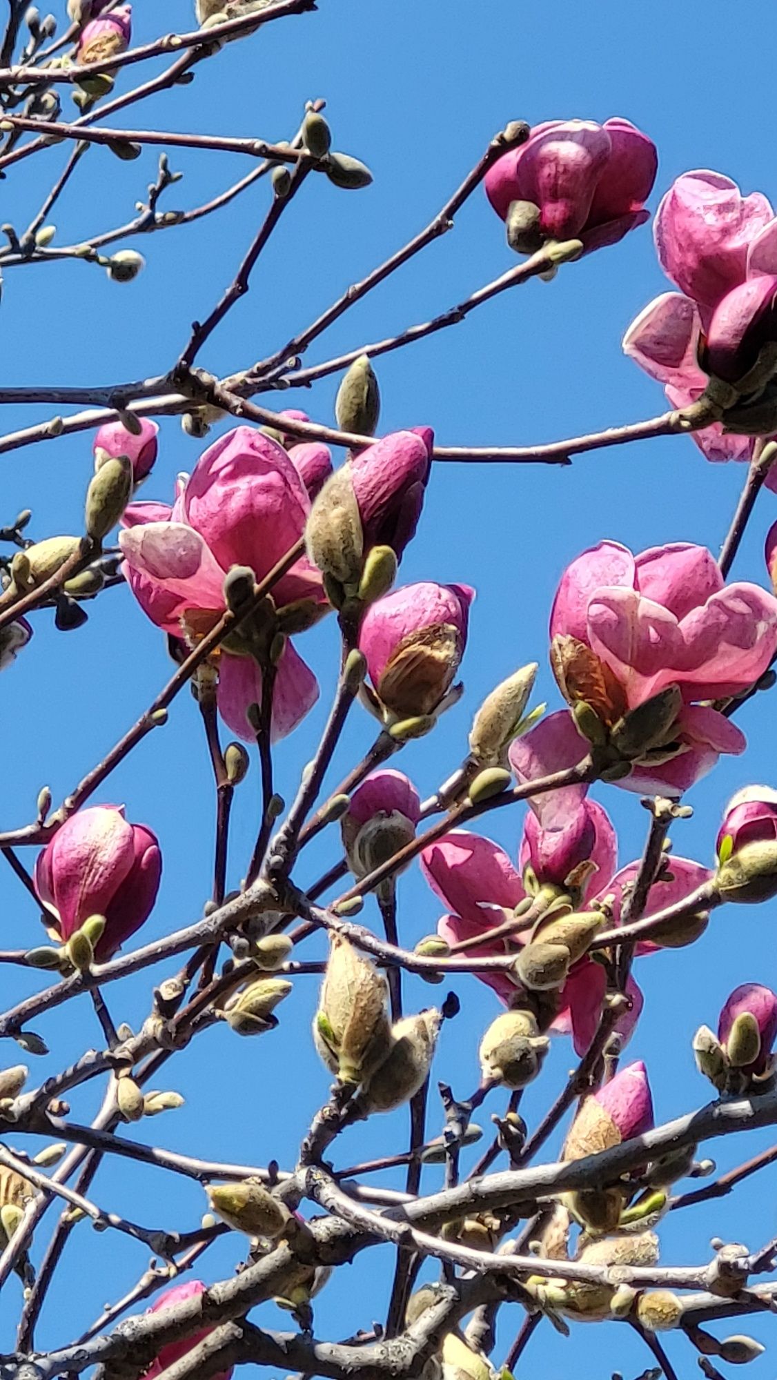 Vând pui magnolie Soulangeana și Satisfaction
