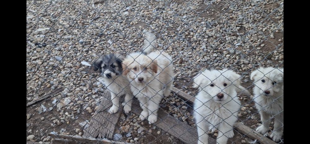 Donez cățeluși!!!