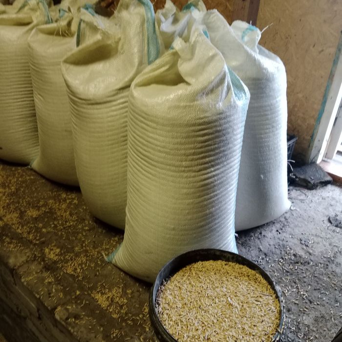Продам сухой овёс