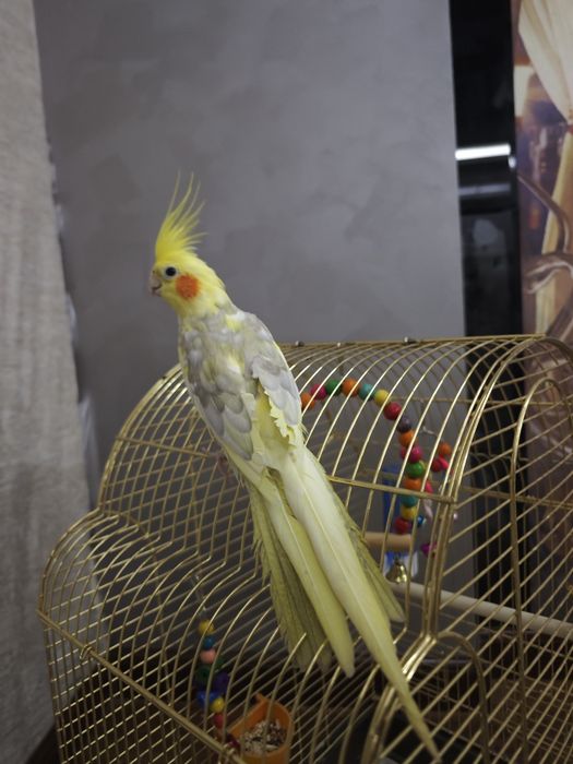 Karella nar oʻgʻil bola sotiladi