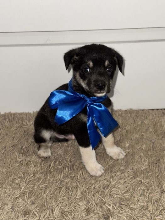 В добрые руки щенок мальчик