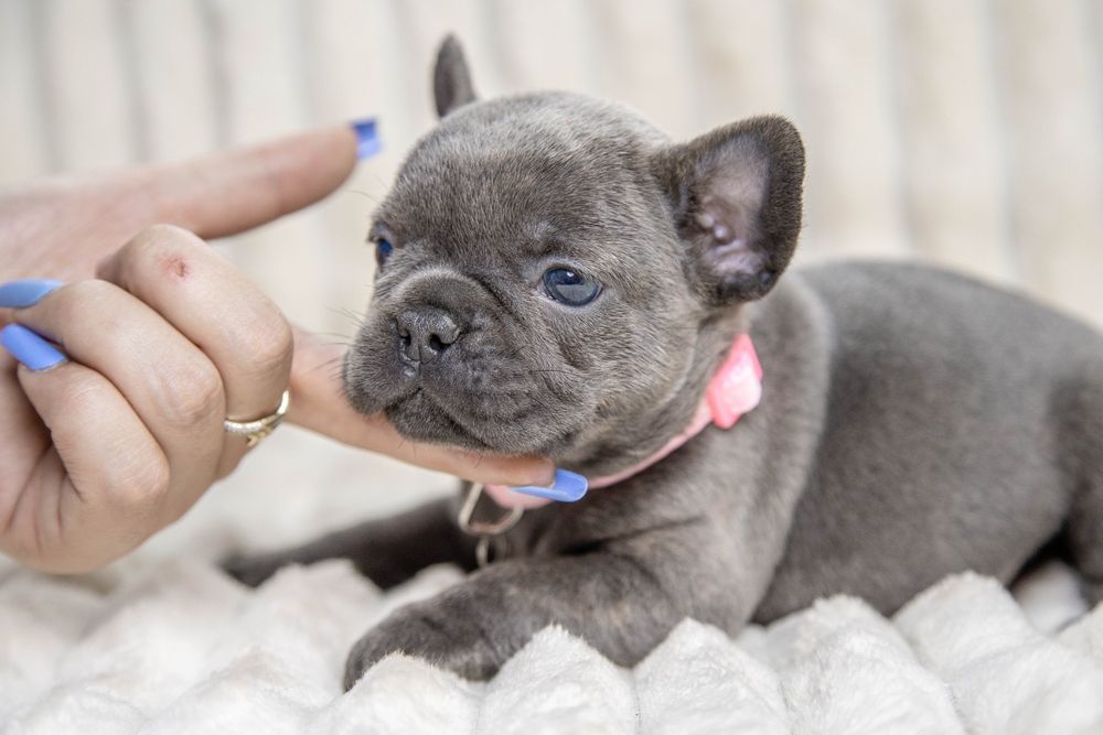 bulldog francez blue fetiță