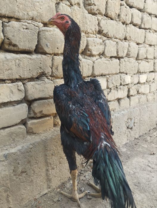 Sotiladi Toza Kareya