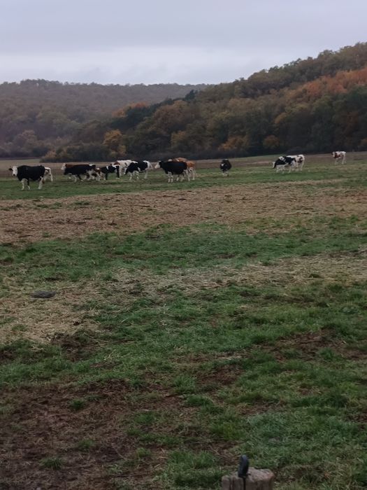 Vând vaci și juninci