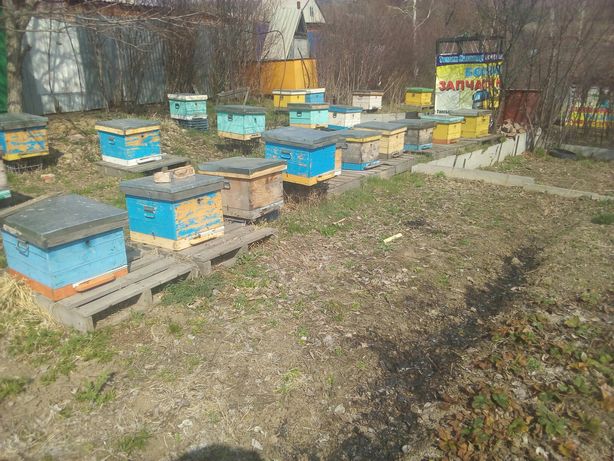 Пакеты пчелосемьи продам.