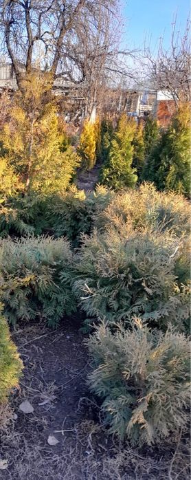 Елки туи смаракты