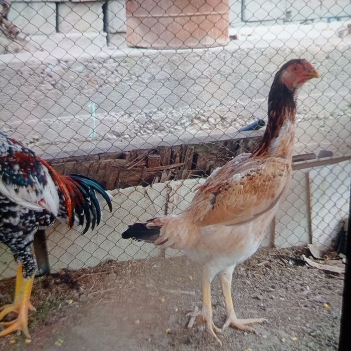 Шамо кораз сатылады