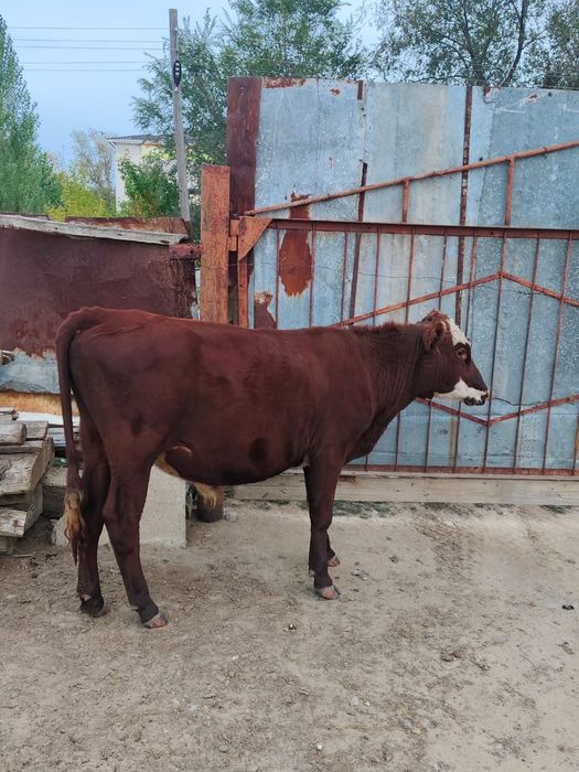 Продам 1, 5 года телочку и бычка.