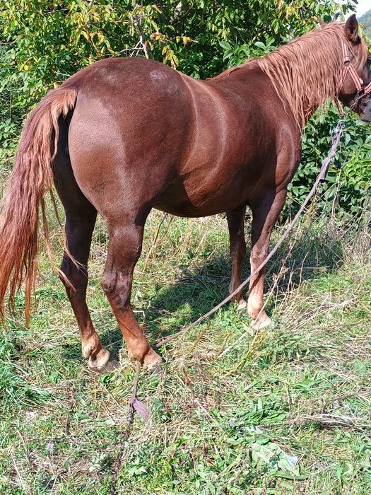 Vând iapă de abator