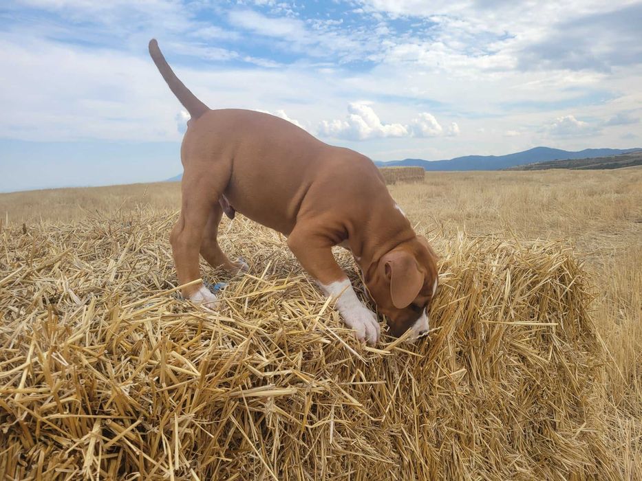 Американски стафордширски териер - елитни родители с родословие