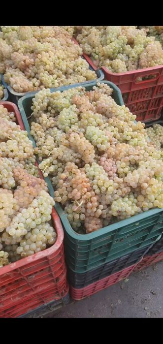 Vand struguri de vin